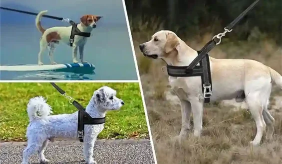 Top-Rated Dog Harness Brands: A Review and Comparison