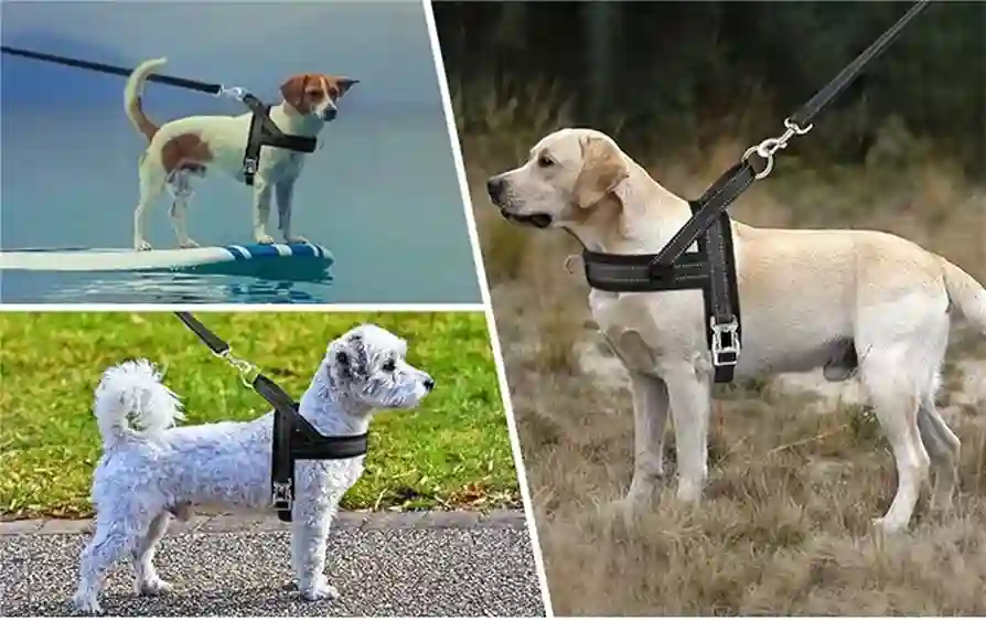Top-Rated Dog Harness Brands: A Review and Comparison