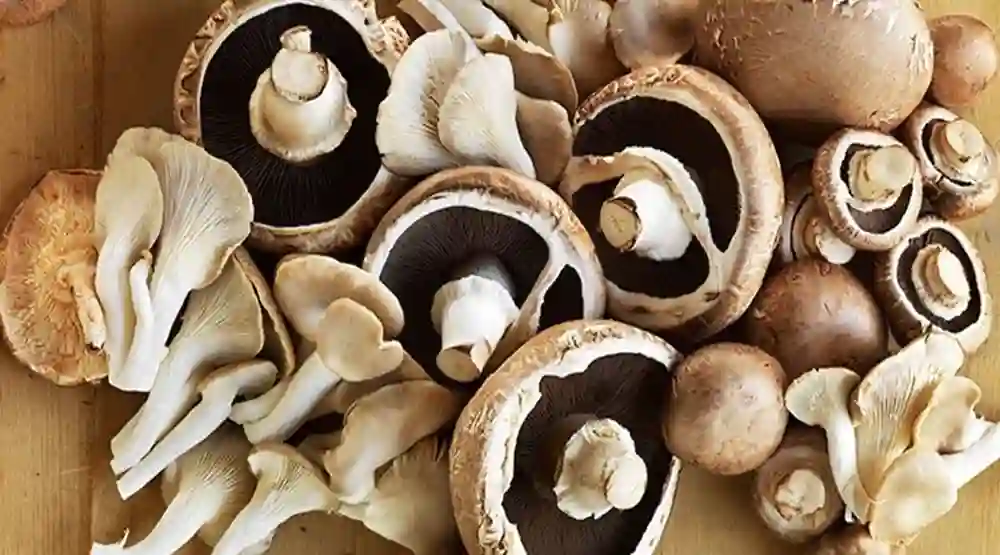 Chestnut Mushrooms: Uses, Benefits, and Recipes
